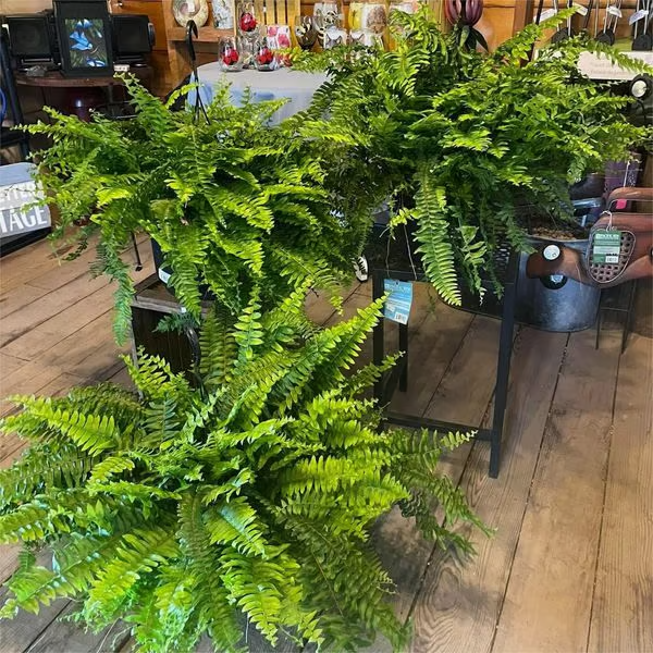 🔥Last Day 75% OFF--🌿UV Resistant Lifelike Artificial Boston Fern
