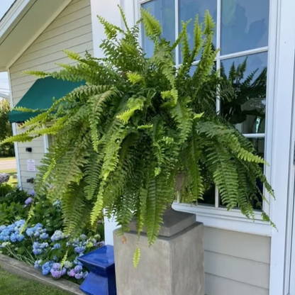 🔥Last Day 75% OFF--🌿UV Resistant Lifelike Artificial Boston Fern