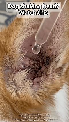 👂Natural Dog & Cat Ear Drop for Itching & Wax Build-Up🐱🐕