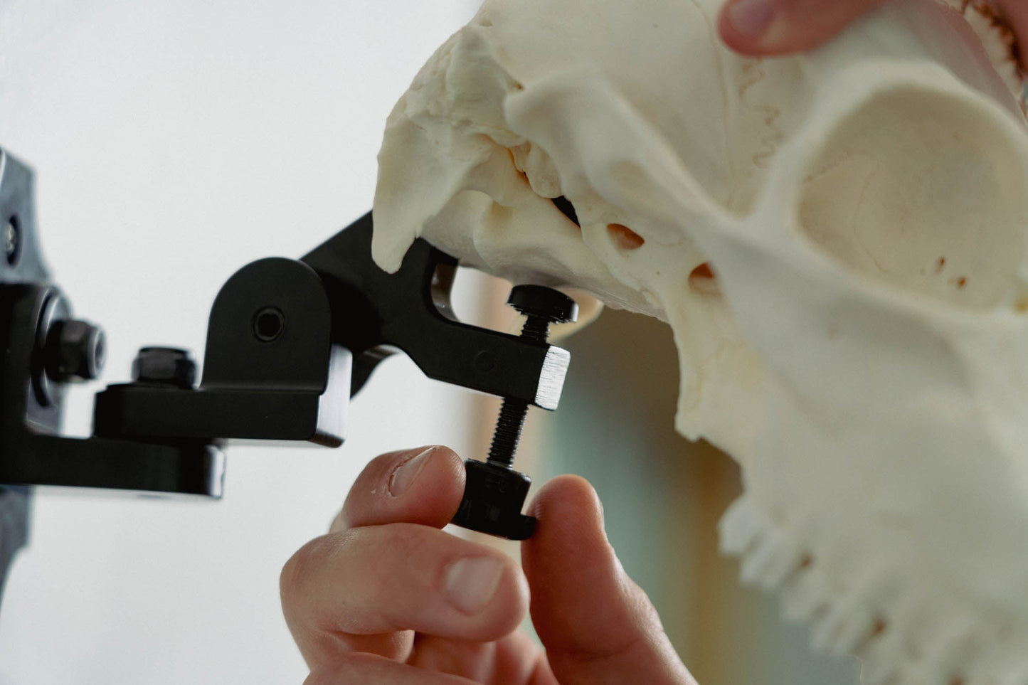 European Skull Mount Clamp