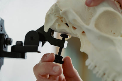 European Skull Mount Clamp